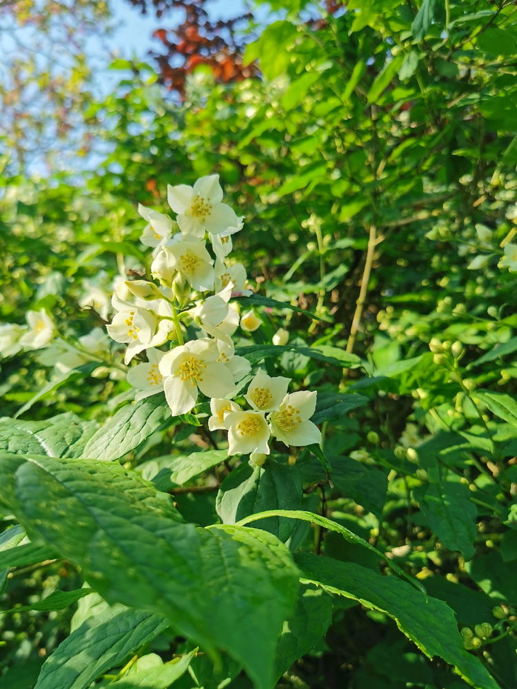Au printemps le parfum du seringa fait fleurir mon coeur 🌿