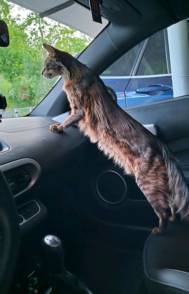 Reisen für die Katz