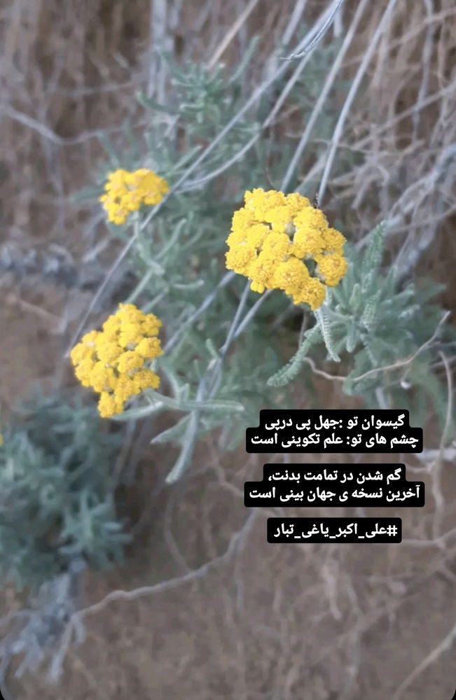 شعر فارسی