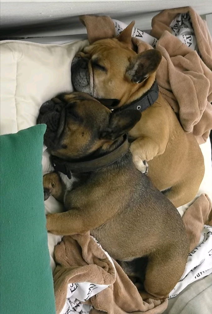 Bartolo y Jaime