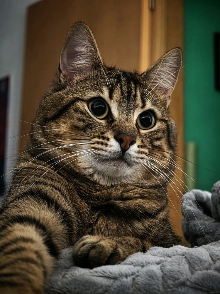 Meet Tao