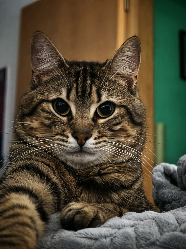 Meet Tao