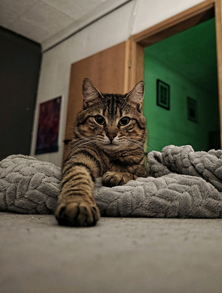 Meet Tao