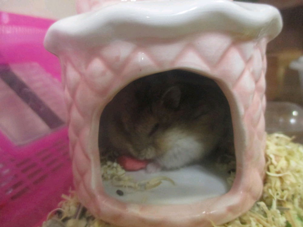 My Pets