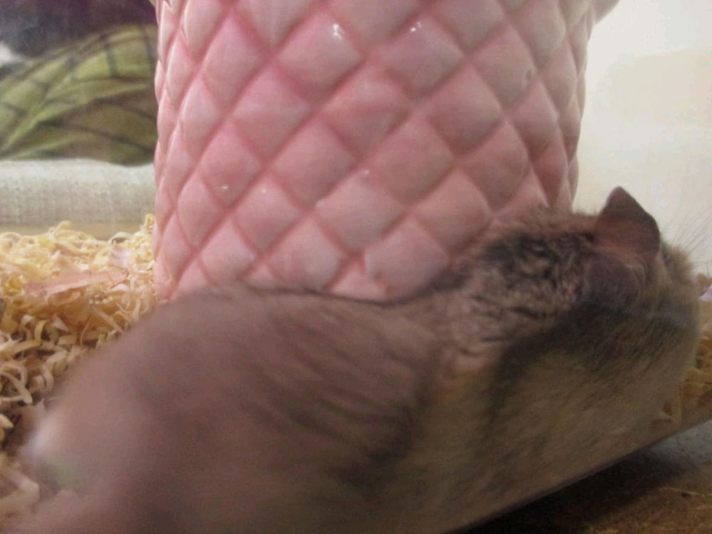 My Pets
