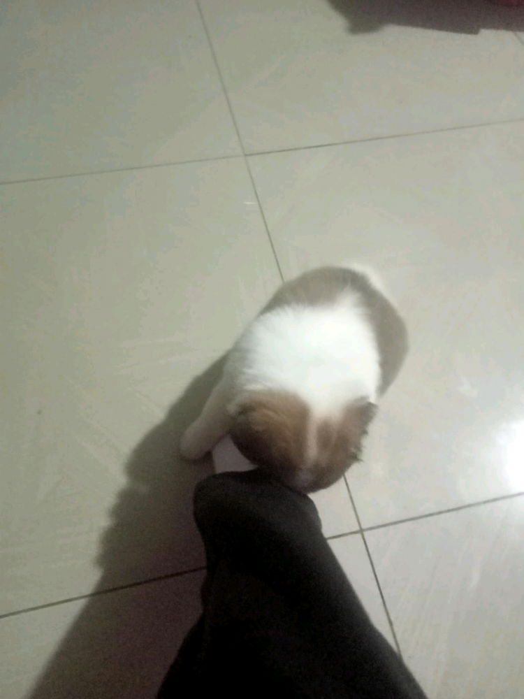 My Pets