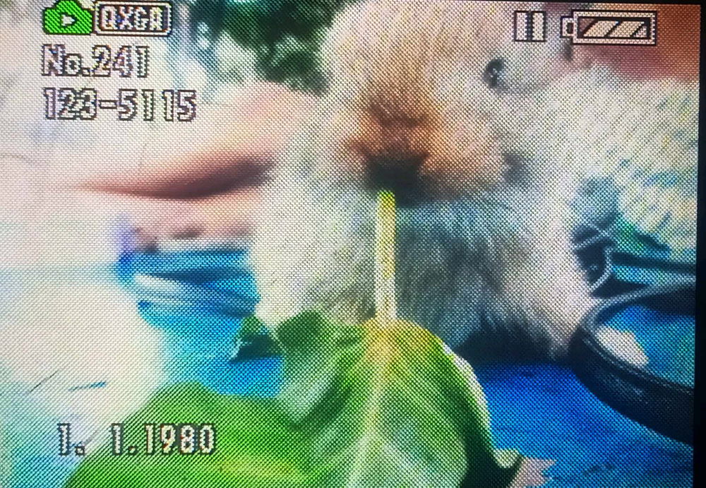 My Pets