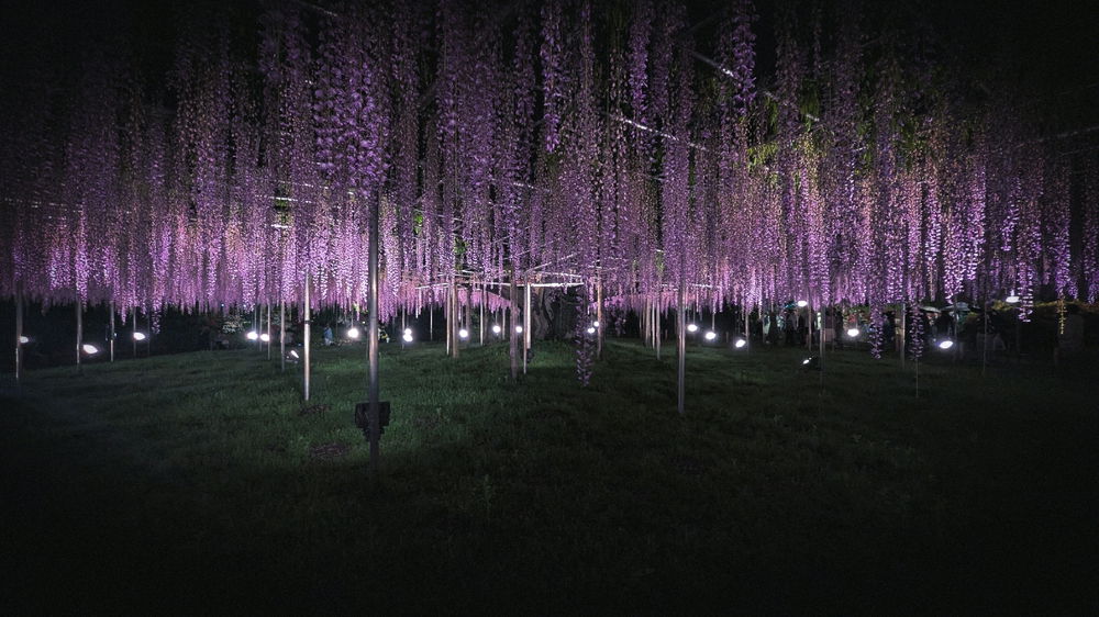 Ashikaga Wisteria
