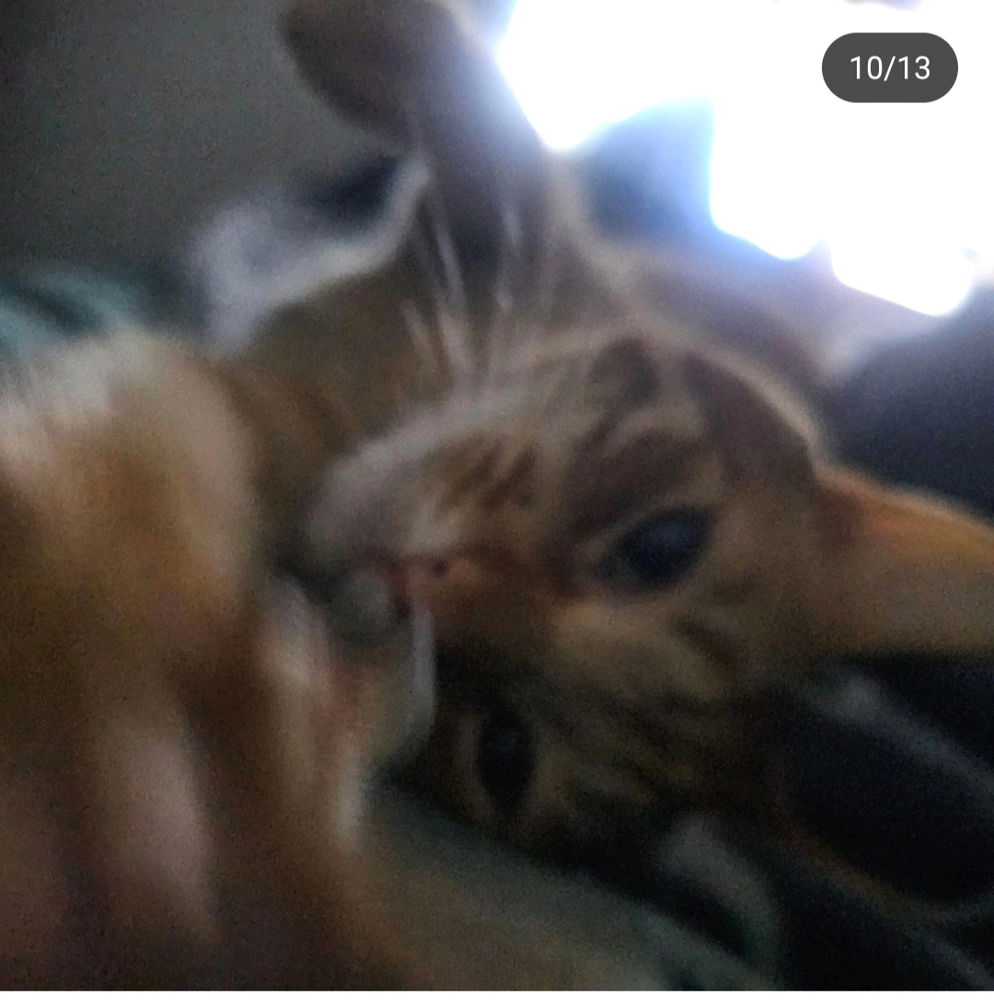 My beautiful cat!