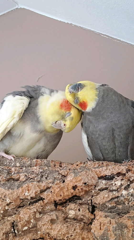 Love is in the Air