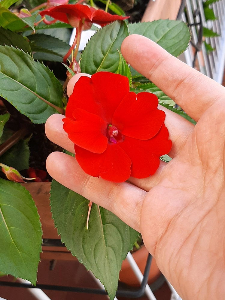 Rosso come il fuoco...