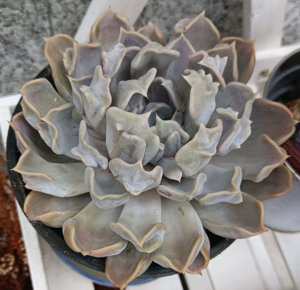 Pianta succulenta