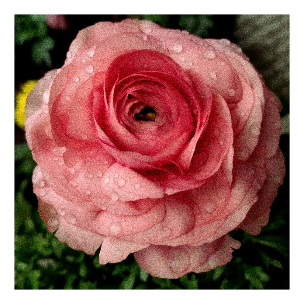 🎀🩷