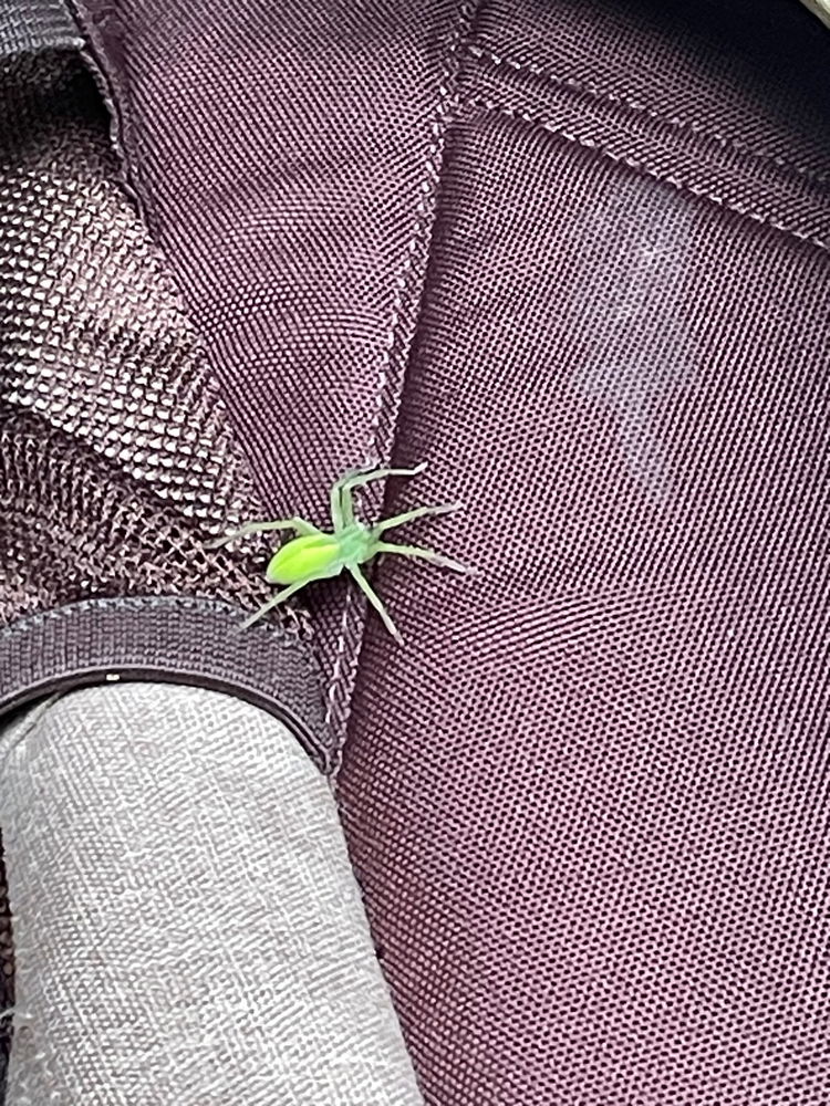 Magical green spider