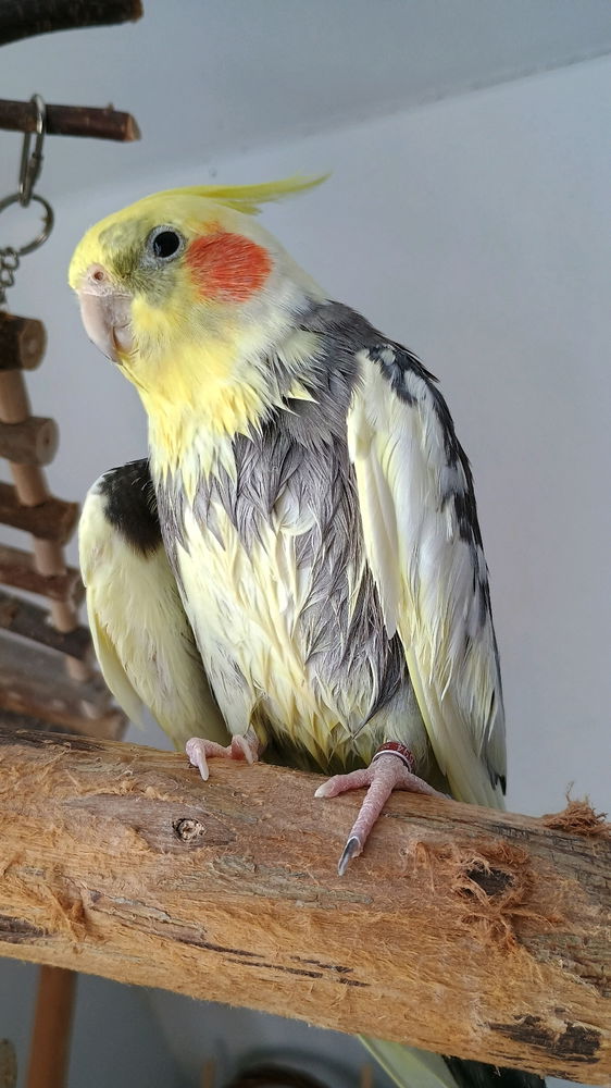 Frisch geduscht, Vogel Nummer 2
