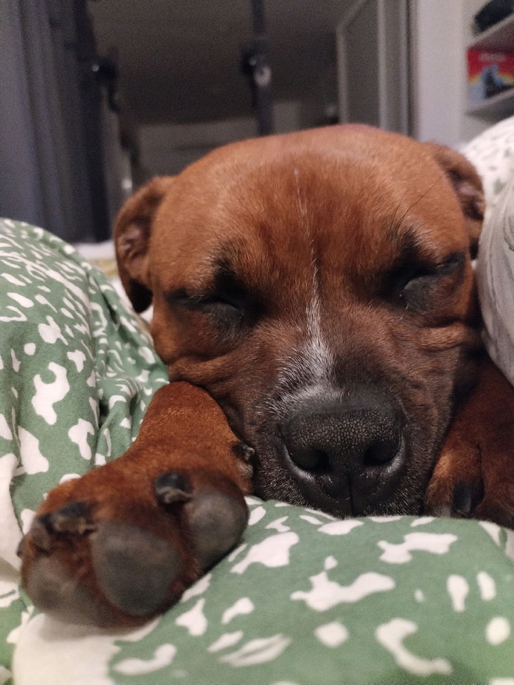 Dormir avec son chien