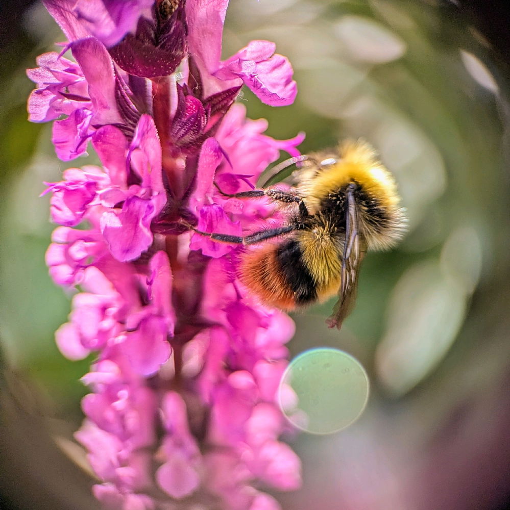 Hummel