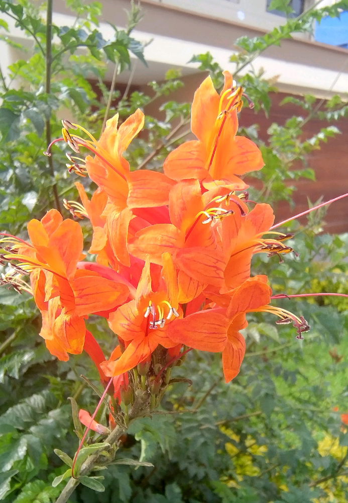 Cape Honeysuckle / Tecomaria capensis