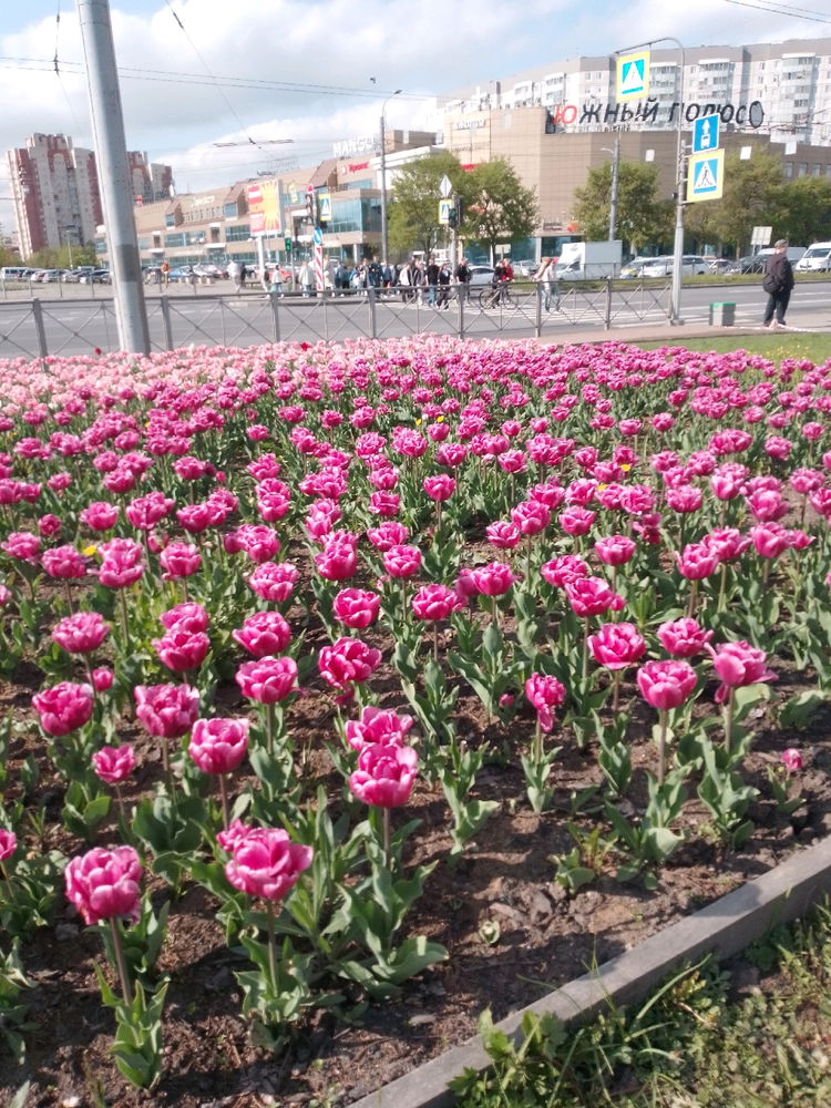Тюльпановое поле в городе!
