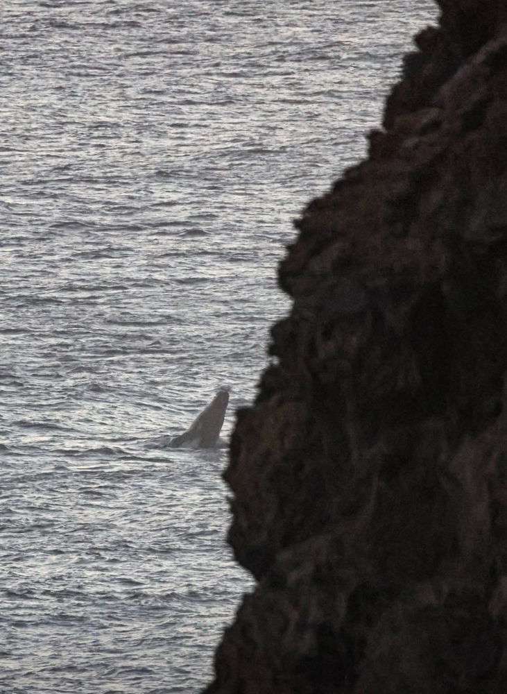 📍Cape Nelson Lighthouse yesterday afternoon 🙆🏻‍♀️🤩🐋