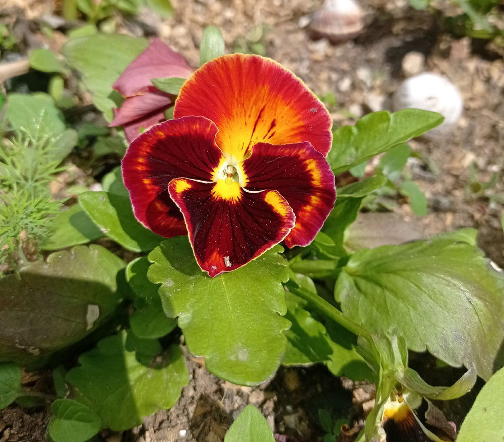 Цветочное 😁🥰