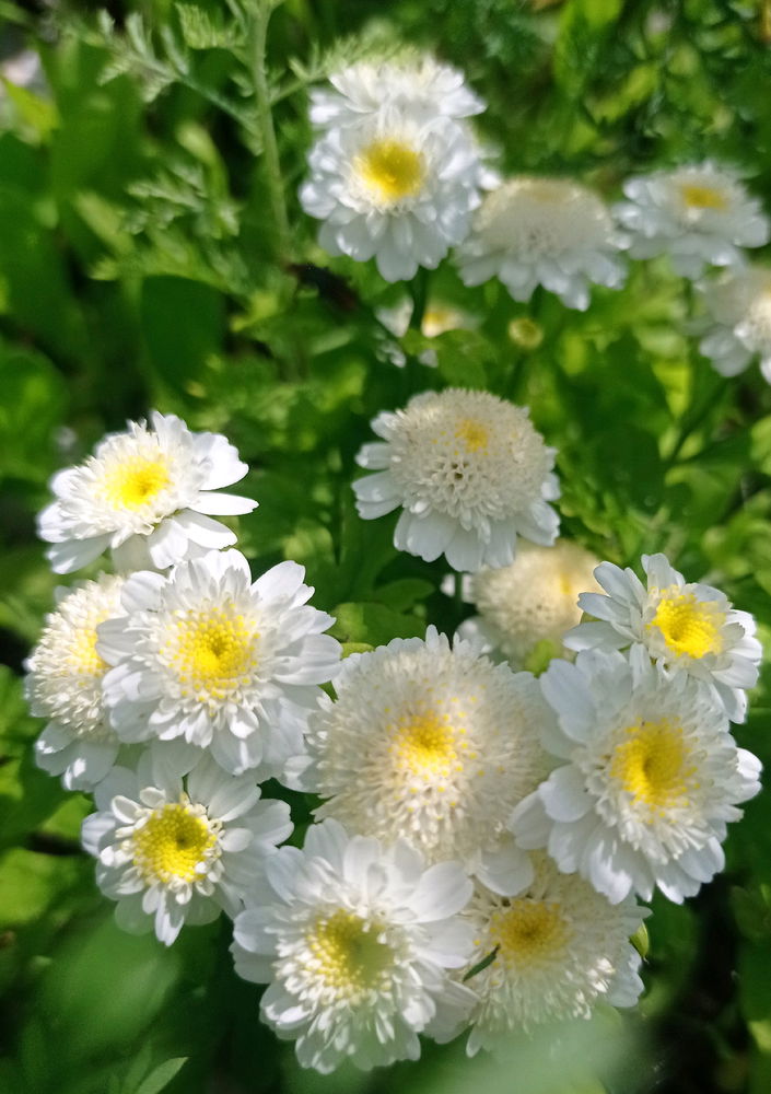 Цветочное 😁🥰