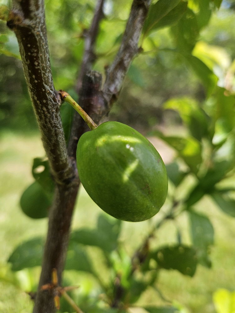 Shots from the orchard