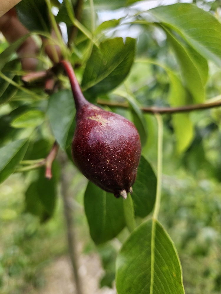 Shots from the orchard