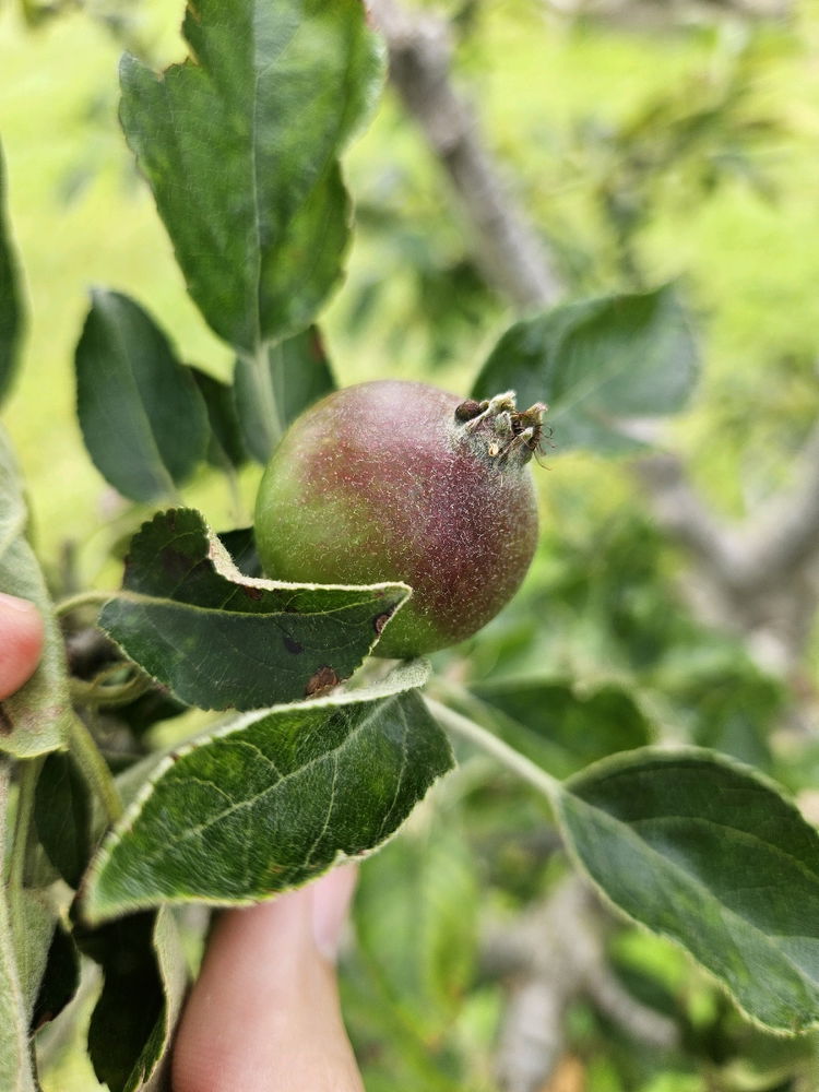 Shots from the orchard