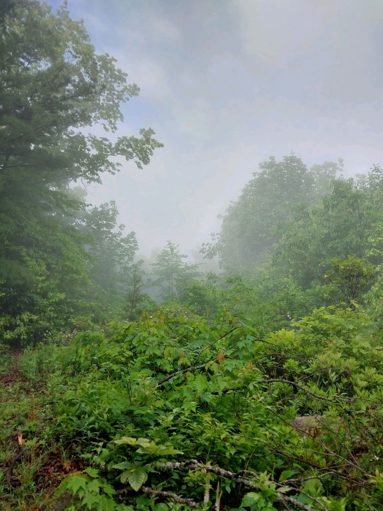 Virginia trip