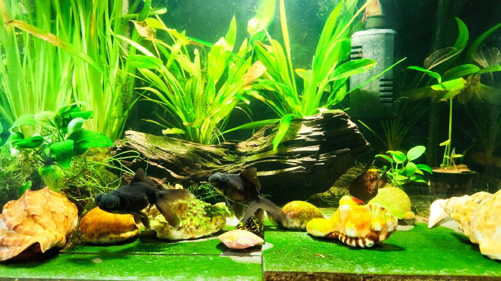 魚缸新成員🥰