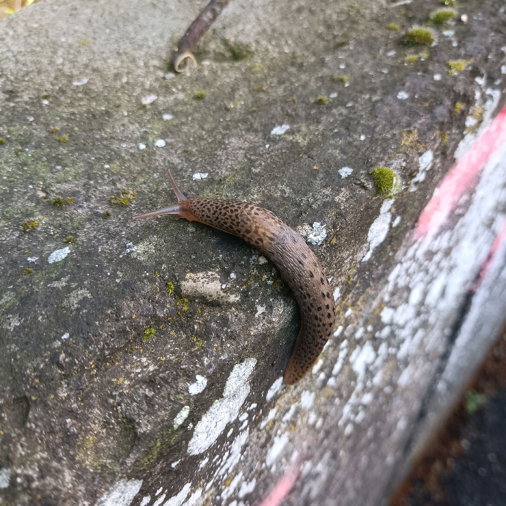 🐌