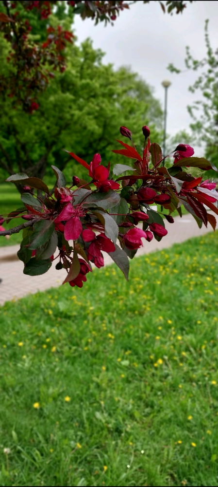Яблоневый сад🥰🌳🌺☀️🍎