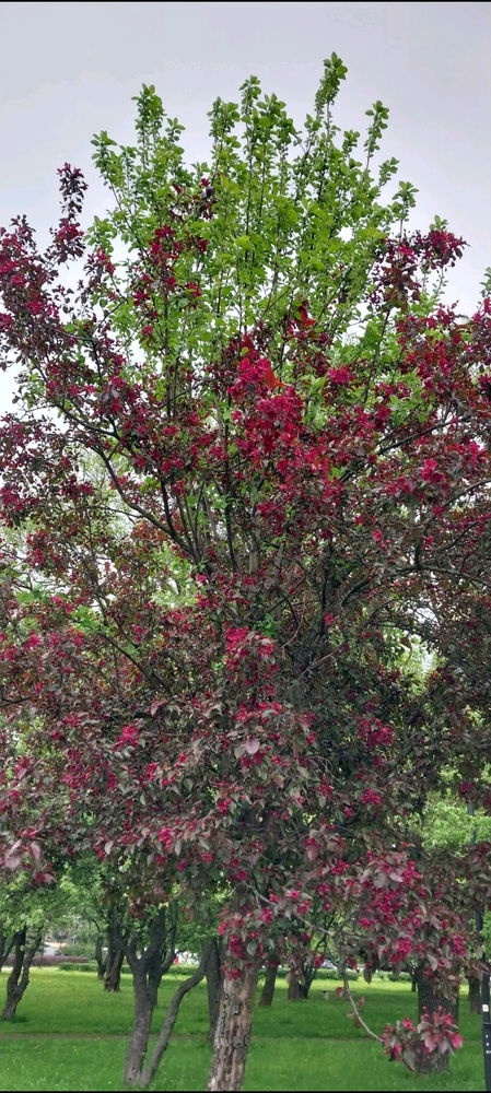 Яблоневый сад🥰🌳🌺☀️🍎