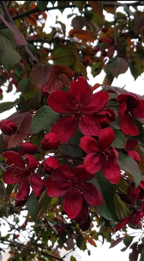 Яблоневый сад🥰🌳🌺☀️🍎