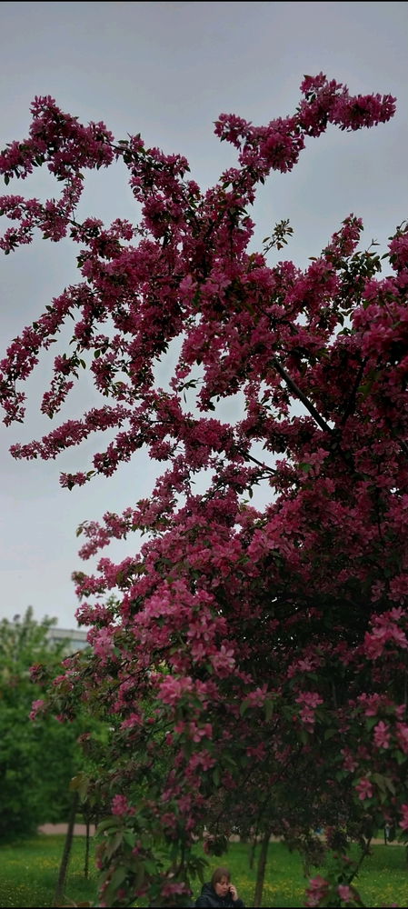 Яблоневый сад🥰🌳🌺☀️🍎
