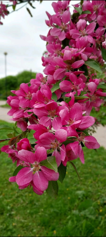 Яблоневый сад🥰🌳🌺☀️🍎