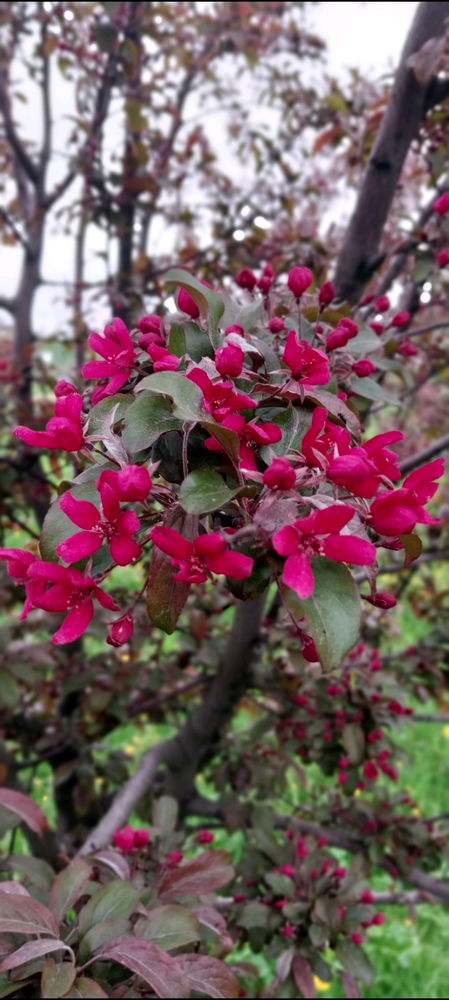 Яблоневый сад🥰🌳🌺☀️🍎