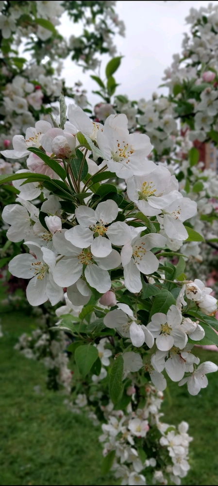Яблоневый сад🥰🌳🌺☀️🍎