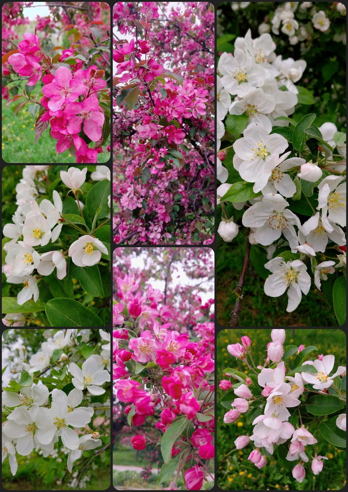 Яблоневый сад🥰🌳🌺☀️🍎