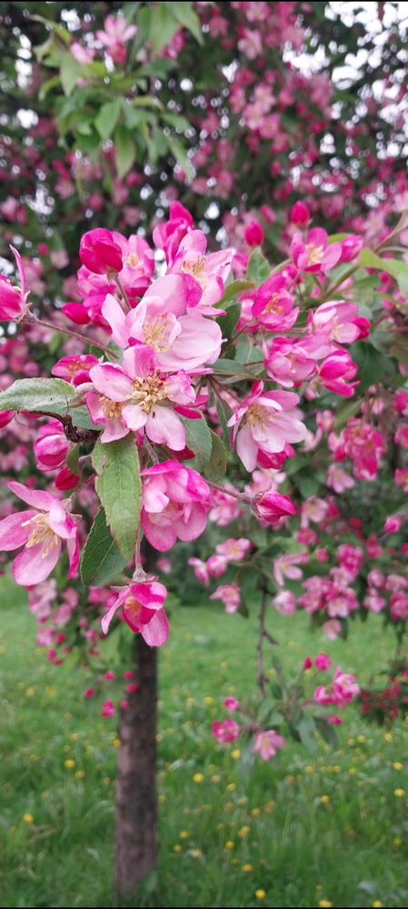 Яблоневый сад🥰🌳🌺☀️🍎