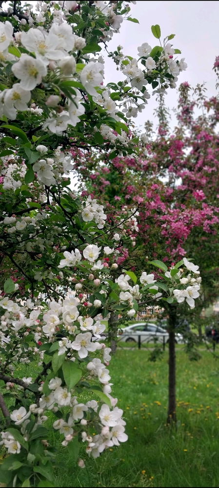 Яблоневый сад🥰🌳🌺☀️🍎