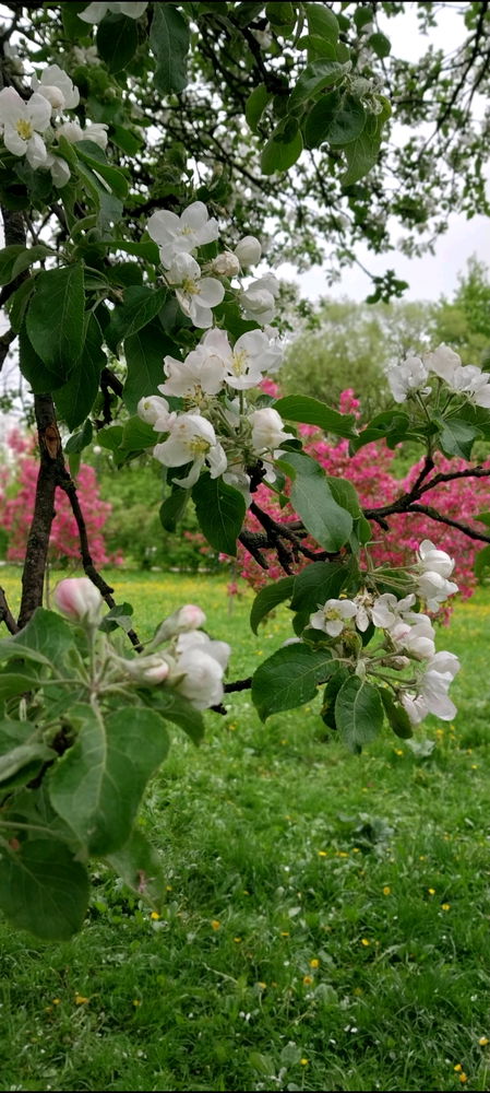 Яблоневый сад🥰🌳🌺☀️🍎