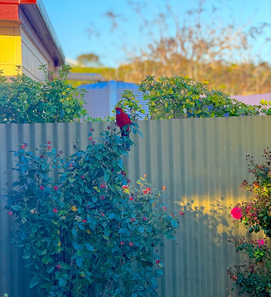 zoom in for a peek at a super cute visitor i had yesterday while gardening ❤️💙🦜