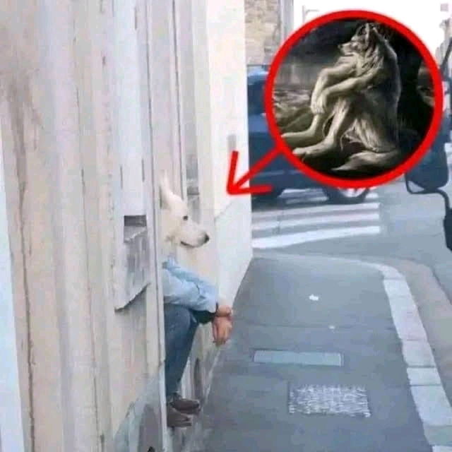 Werwolf!!! 😱
🤣🤣🤣🤣🤣