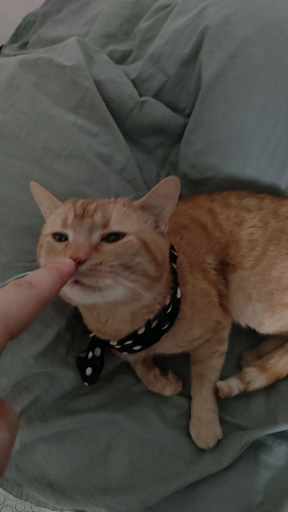 Kisu