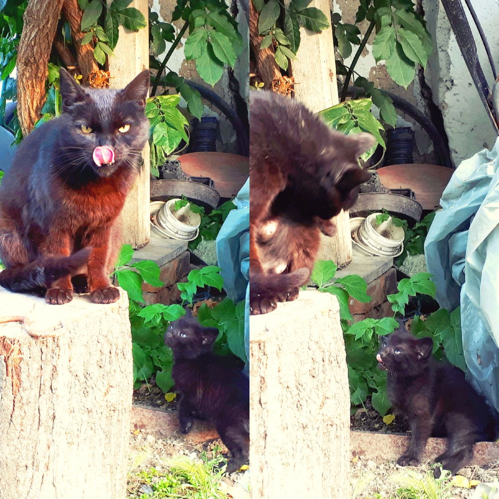 Like mother like son