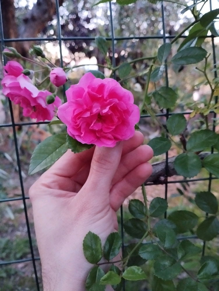 🌸