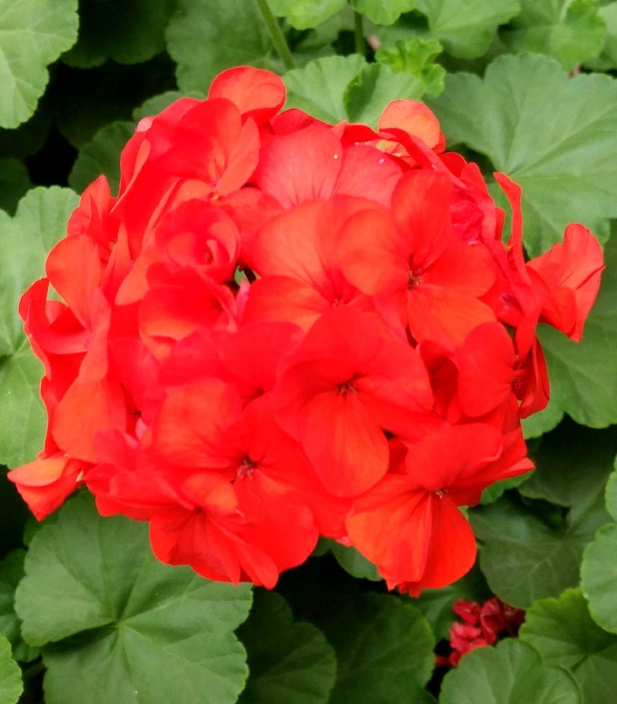 Geranio rojo / Pelargonium 'Americana Red'