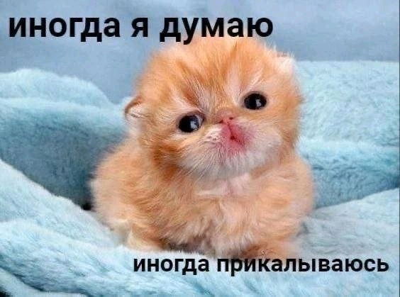 Сборник мемов с котиками